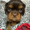 Harry - Image 3