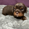 Harry - Image 5