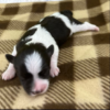 Jax