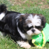 Male 1 - Image 6