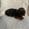 Hershey - Image 3