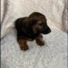 Hershey - Image 4