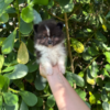 Tiny Rigel Thor